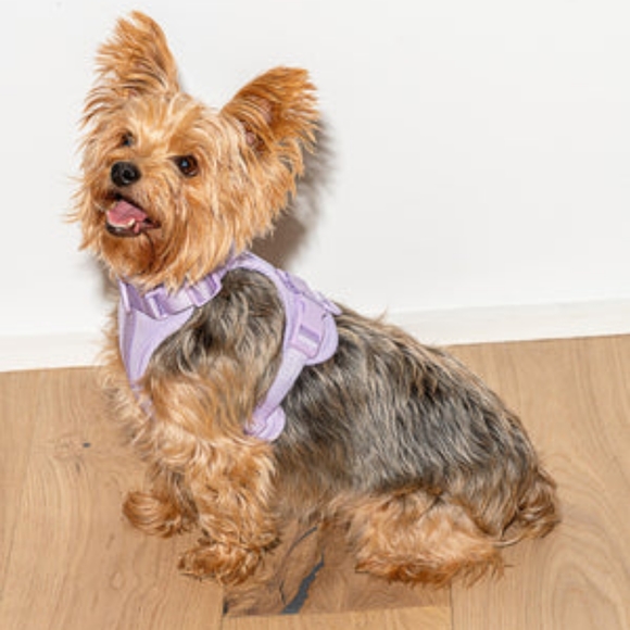 NEW Wild One Dog Harness in Lilac, Size XS - Picture 7 of 7